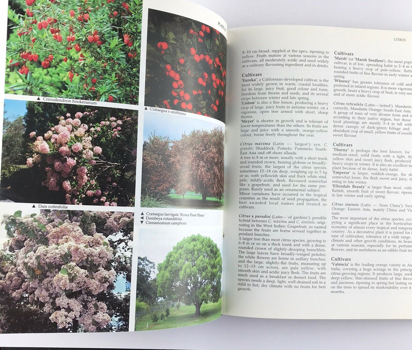 Ornamental Flowering Trees in Australia by Raymond J. Rowell (Hardcover 1991)