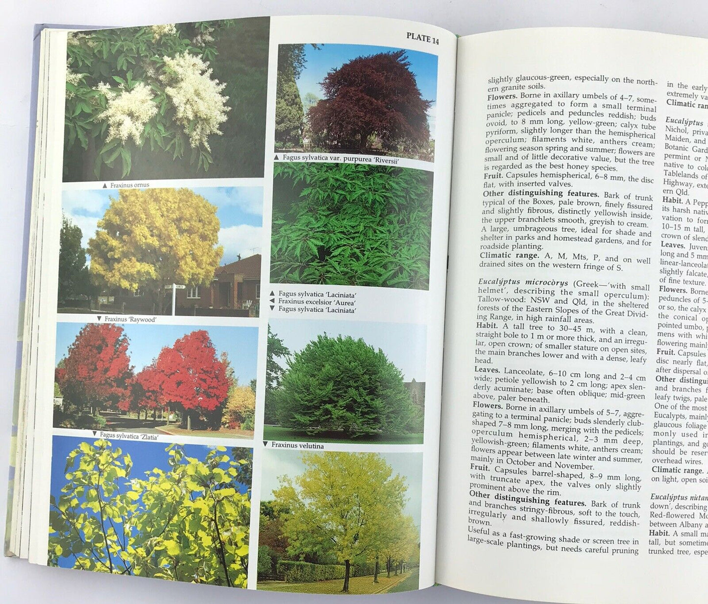 Ornamental Flowering Trees in Australia by Raymond J. Rowell (Hardcover 1991)