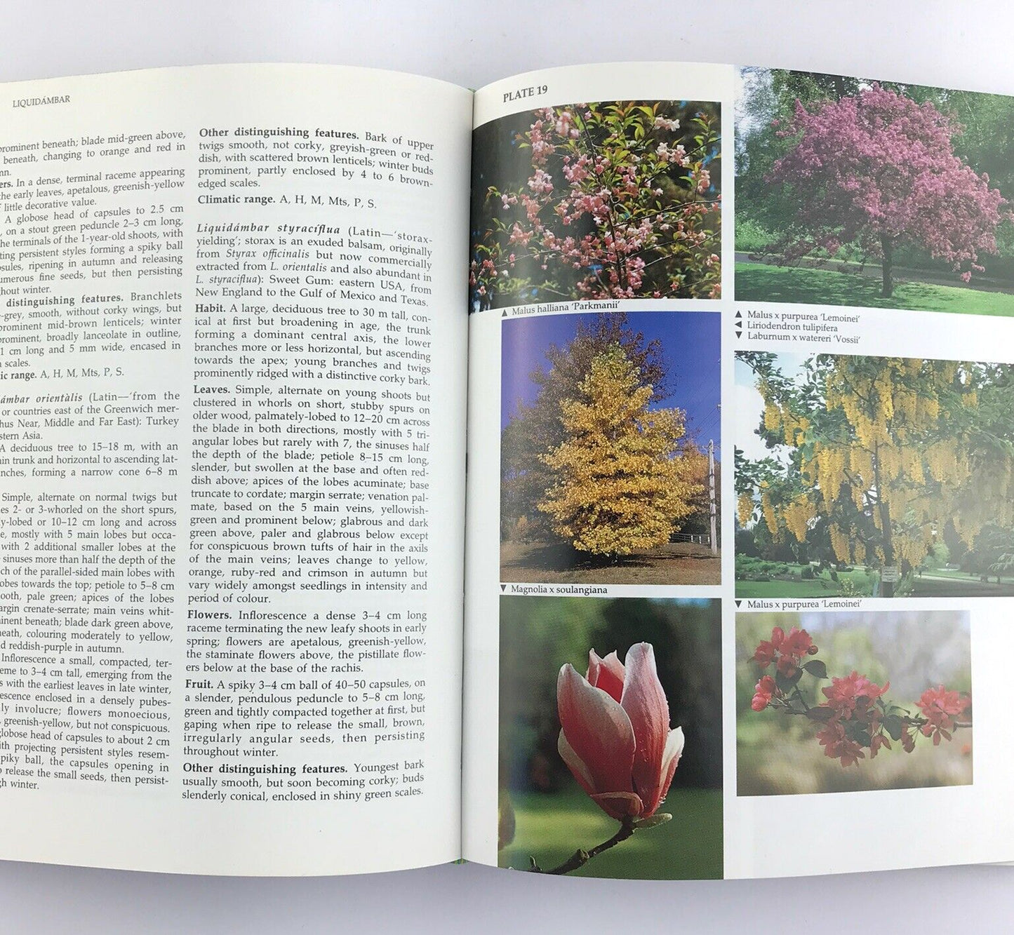 Ornamental Flowering Trees in Australia by Raymond J. Rowell (Hardcover 1991)