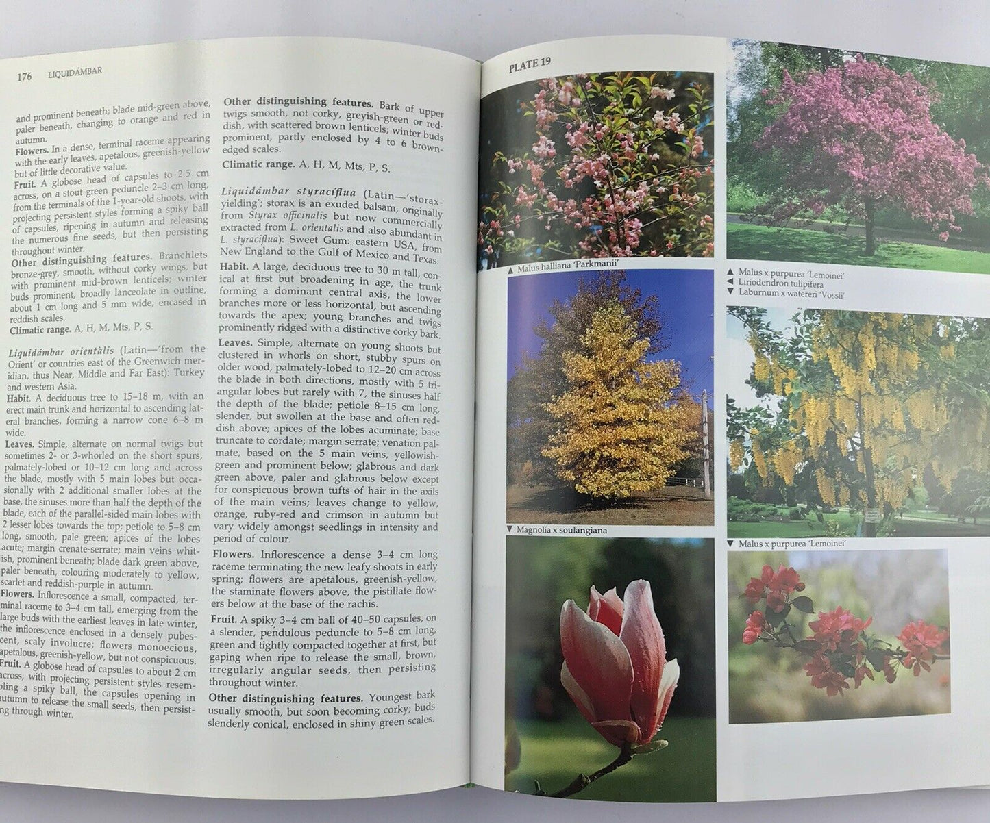 Ornamental Flowering Trees in Australia by Raymond J. Rowell (Hardcover 1991)